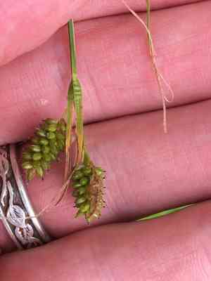 Pale sedge(Carex pallescens)