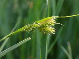 Pale sedge(Carex pallescens)