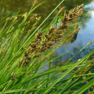 Greater tussock sedge(Carex paniculata)