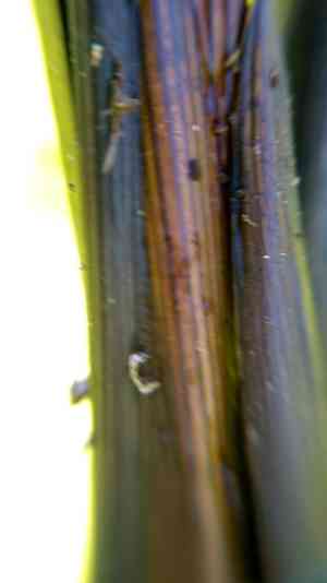 Greater tussock sedge(Carex paniculata)
