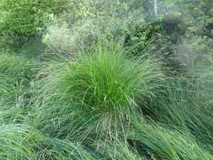 Greater tussock sedge(Carex paniculata)
