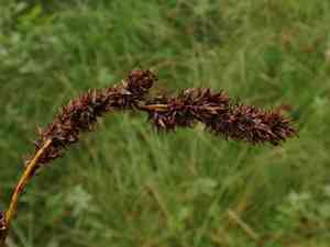 Greater tussock sedge(Carex paniculata)