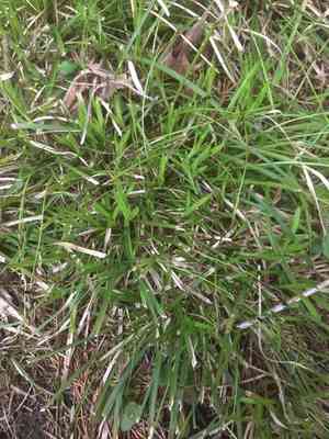 Longstalk sedge(Carex pedunculata)