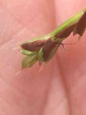 Longstalk sedge(Carex pedunculata)