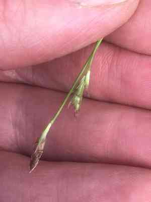 Longstalk sedge(Carex pedunculata)