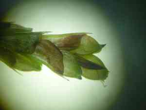 Longstalk sedge(Carex pedunculata)