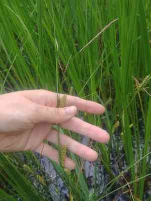 Woolly sedge(Carex pellita)