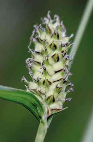 Woolly sedge(Carex pellita)