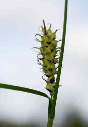 Woolly sedge(Carex pellita)