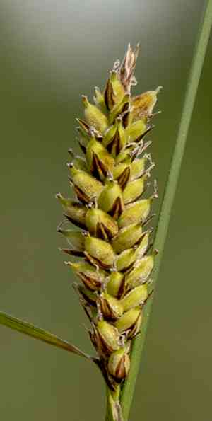 Woolly sedge(Carex pellita)