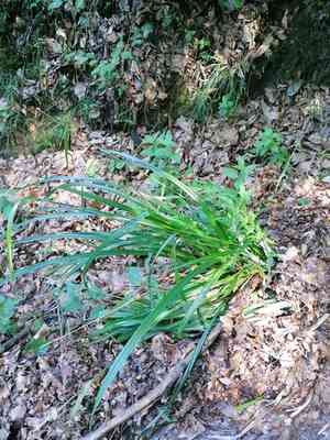 Drooping sedge(Carex pendula)