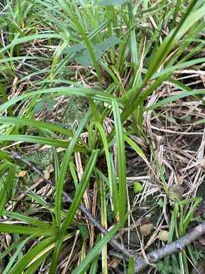 Drooping sedge(Carex pendula)