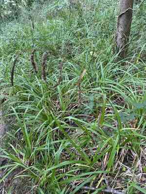 Drooping sedge(Carex pendula)