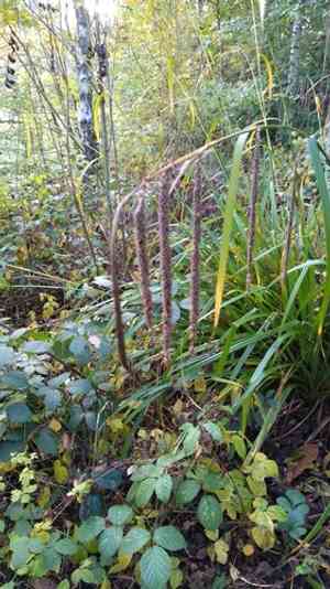 Drooping sedge(Carex pendula)