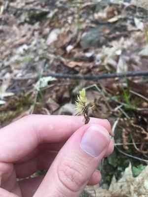 Pennsylvania sedge(Carex pensylvanica)