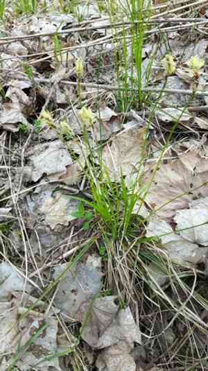 Pennsylvania sedge(Carex pensylvanica)