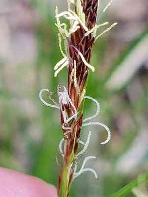 Pennsylvania sedge(Carex pensylvanica)
