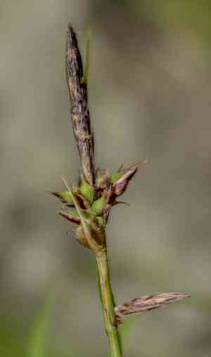 Pennsylvania sedge(Carex pensylvanica)