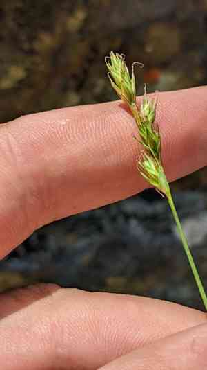 Liddon's sedge(Carex petasata)