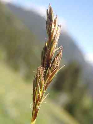 Liddon's sedge(Carex petasata)