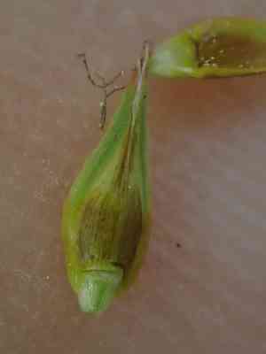 Liddon's sedge(Carex petasata)