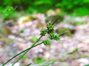 Pill-headed sedge(Carex pilulifera)