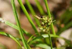 Pill-headed sedge(Carex pilulifera)