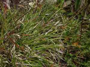 Pill-headed sedge(Carex pilulifera)
