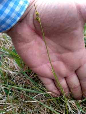 Pill-headed sedge(Carex pilulifera)