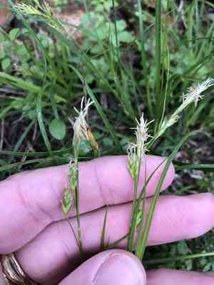 Cedar sedge(Carex planostachys)