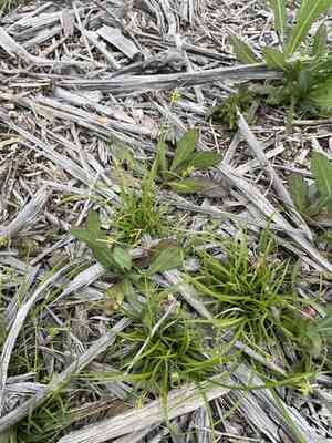 Cedar sedge(Carex planostachys)
