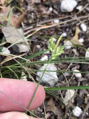 Cedar sedge(Carex planostachys)