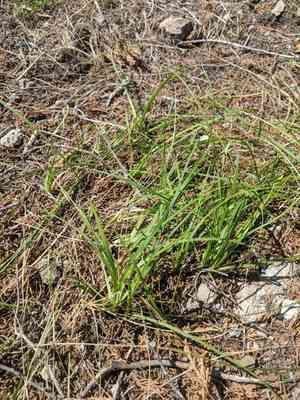 Cedar sedge(Carex planostachys)