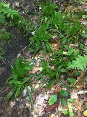 Seersucker sedge(Carex plantaginea)