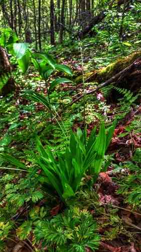 Seersucker sedge(Carex plantaginea)
