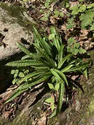 Seersucker sedge(Carex plantaginea)
