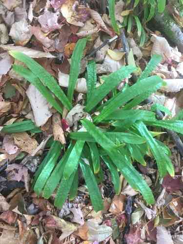 Seersucker sedge(Carex plantaginea)