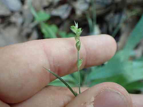 Broad-leaf sedge(Carex platyphylla)