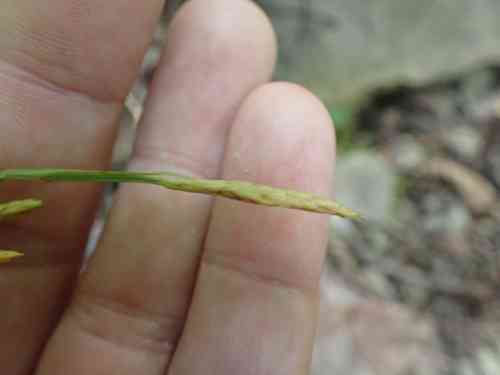 Broad-leaf sedge(Carex platyphylla)