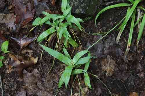 Broad-leaf sedge(Carex platyphylla)