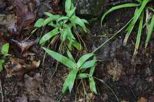Broad-leaf sedge(Carex platyphylla)