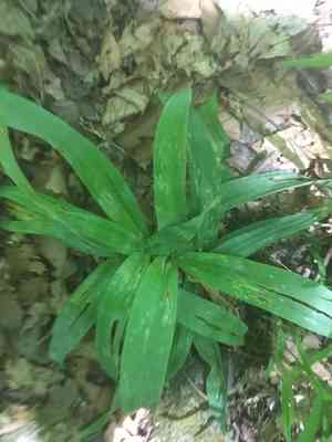 Broad-leaf sedge(Carex platyphylla)