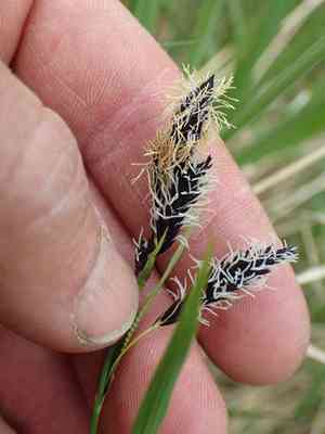 Short-stalk sedge(Carex podocarpa)
