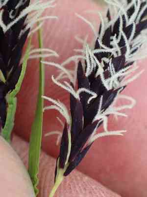 Short-stalk sedge(Carex podocarpa)
