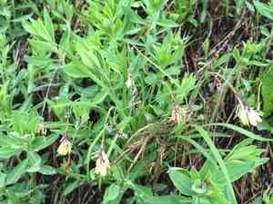 Short-stalk sedge(Carex podocarpa)