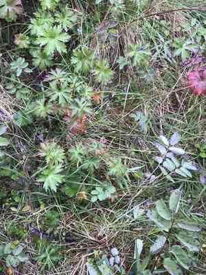 Short-stalk sedge(Carex podocarpa)