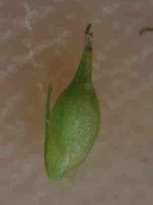 Caribbean sedge(Carex polystachya)