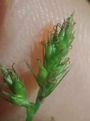 Caribbean sedge(Carex polystachya)