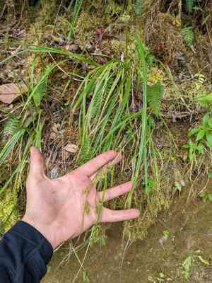 Caribbean sedge(Carex polystachya)