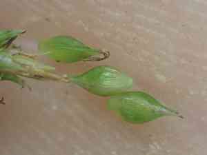 Caribbean sedge(Carex polystachya)